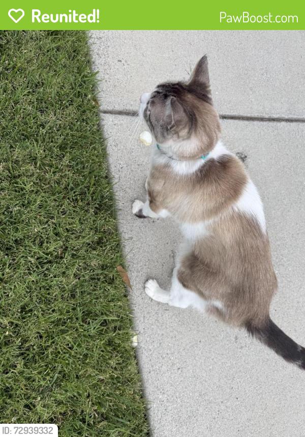 Reunited Male Cat last seen Rincon Ave , Campbell, CA 95008