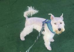 Lost Male Dog last seen Near Avanti at Emerald Point in Mcallen, McAllen, TX 78501