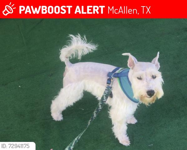 Lost Male Dog last seen Near Avanti at Emerald Point in Mcallen, McAllen, TX 78501