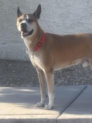 Reunited Male Dog last seen Hauck and pioneer ave , Las Vegas, NV 89107