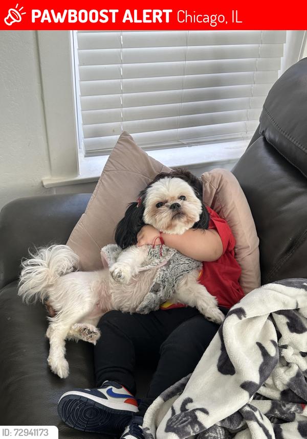 Lost Female Dog last seen Kolin and le moyne , Chicago, IL 60639