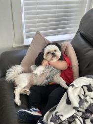 Lost Female Dog last seen Kolin and le moyne , Chicago, IL 60639