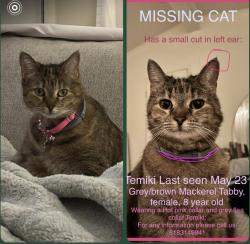 Lost Female Cat last seen Near El Dorado Parkway Mobile Homes Park, El Cajon, CA 92021