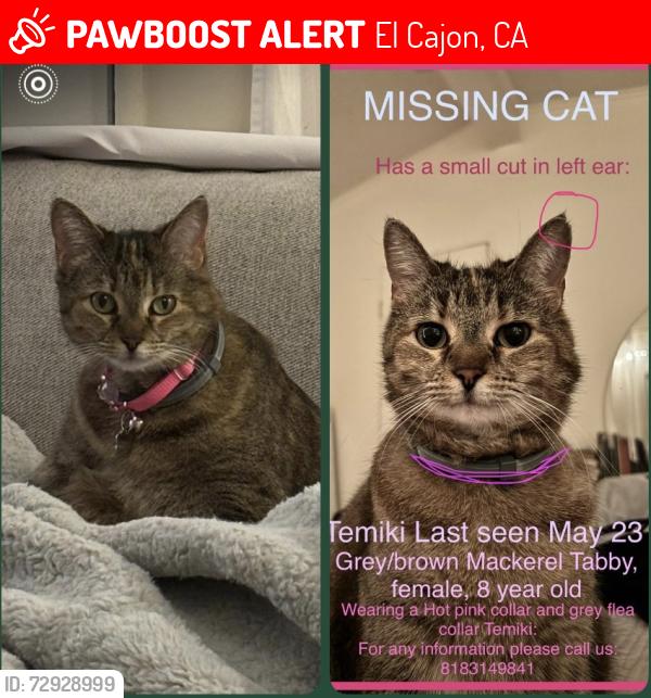 Lost Female Cat last seen Near El Dorado Parkway Mobile Homes Park, El Cajon, CA 92021