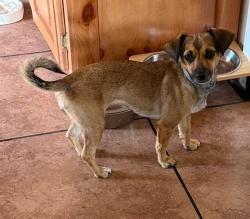 Reunited Female Dog last seen S Cedar Ave, Inglewood, CA 90301, USA, Inglewood, CA 90301
