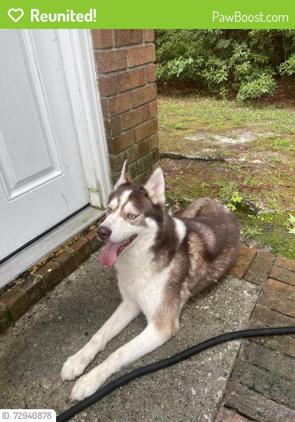 Reunited Male Dog last seen Near Timber Ln Summerville , Summerville, SC 29485