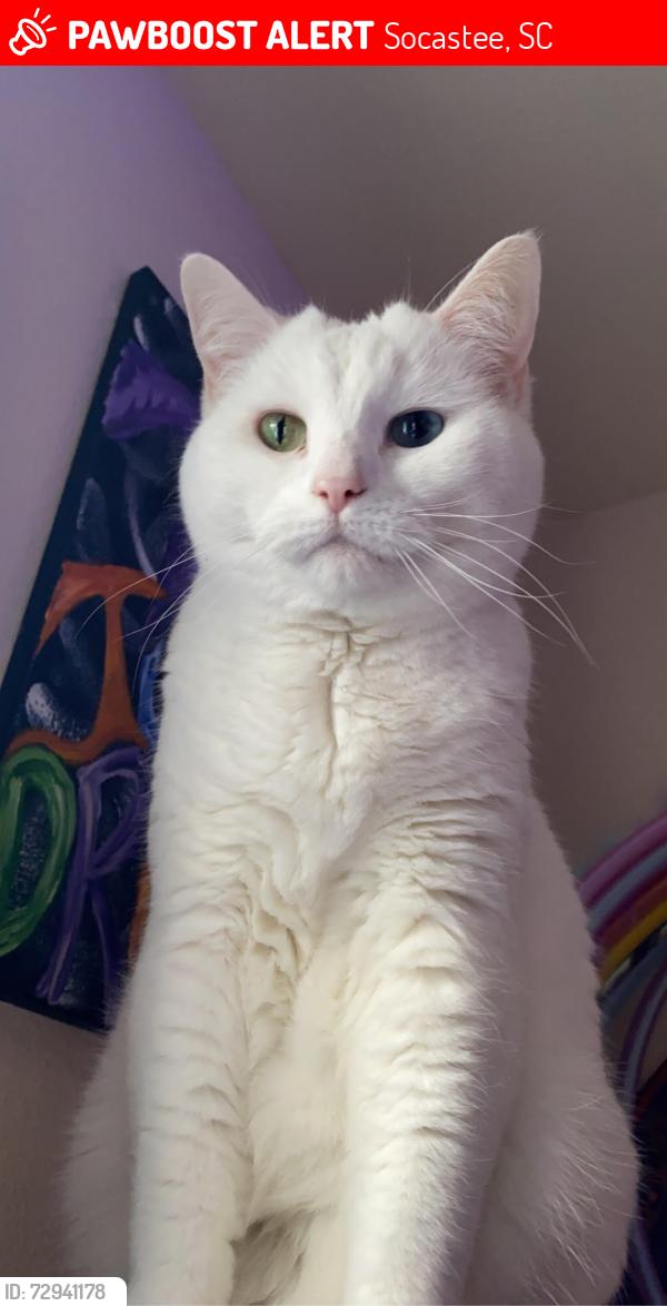 Lost Female Cat last seen Dunlon & Piper Ct, Socastee, SC 29588