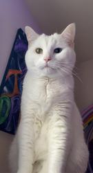Lost Female Cat last seen Dunlon & Piper Ct, Socastee, SC 29588