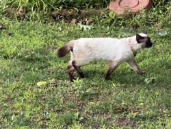 Found/Stray Unknown Cat last seen McKinley, Oklahoma City, OK 73118