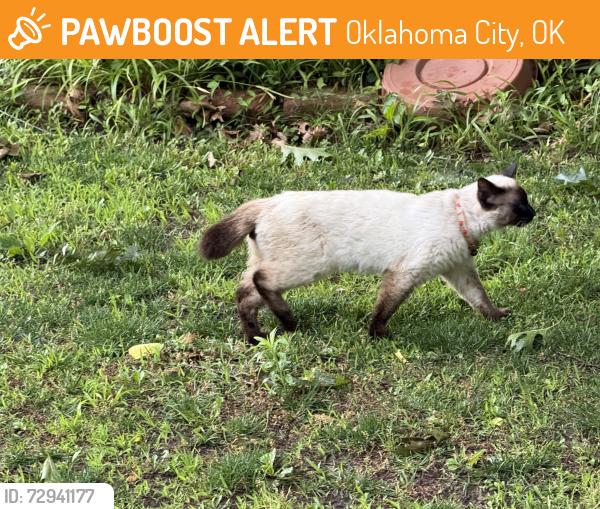 Found/Stray Unknown Cat last seen McKinley, Oklahoma City, OK 73118