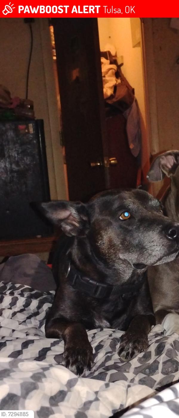 Lost Female Dog last seen Harvard and apache, Tulsa, OK 74115