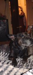 Lost Female Dog last seen Harvard and apache, Tulsa, OK 74115