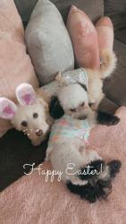 Reunited Male Dog last seen Old greenhouse rd , Katy, TX 77449