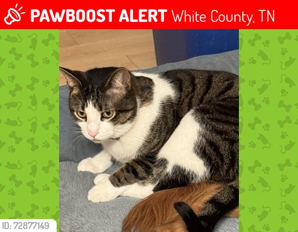 Lost Male Cat last seen Cedar Creek Road near Indian Mound, White County, TN 38583