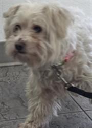 Shelter Stray Male Dog last seen , 11361 W Pico Blvd, Los Angeles, CA 90064, USA