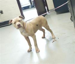 Shelter Stray Male Dog last seen Near BLOCK BRAGG BLVD, FAYETTEVILLE NC 28301, Fayetteville, NC 28306