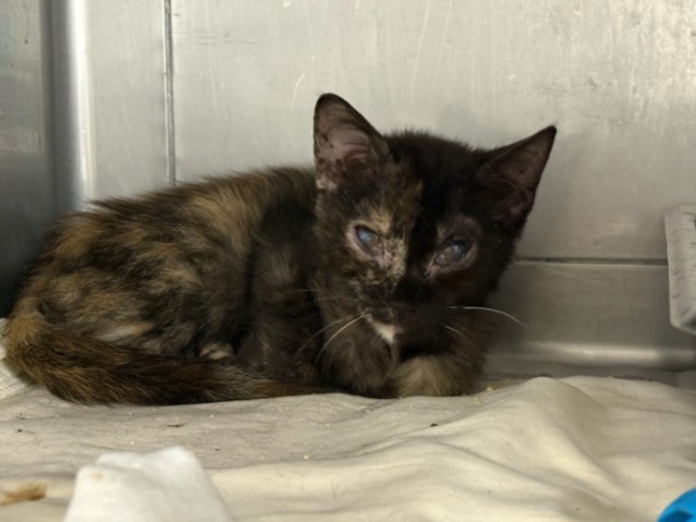 Shelter Stray Female Cat last seen , Chatsworth, CA 91311