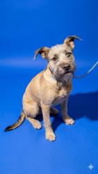 Shelter Stray Male Dog last seen MCGRITS CREEK PARK, Jacksonville, FL 32204
