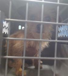 Shelter Stray Female Dog last seen FOUND @ MORELLOS NW 36 AND MACARTHUR, Oklahoma City, OK 73129