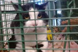 Shelter Stray Unknown Cat last seen Near BLOCK NW 42ND ST, Oklahoma City, OK 73129