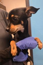 Shelter Stray Male Dog last seen SPARKS AVE / PANAMA LN BAKERSFIELD, Bakersfield, CA 93307