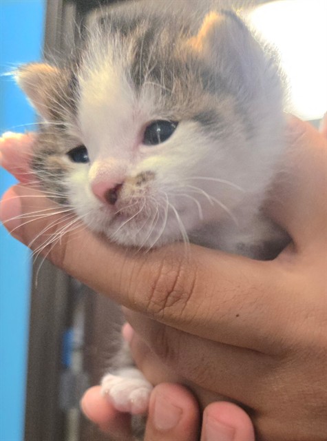 Shelter Stray Male Cat last seen MT VERNON BAKERFIELD, 201 S Mt Vernon Ave, Bakersfield, CA 93307, USA