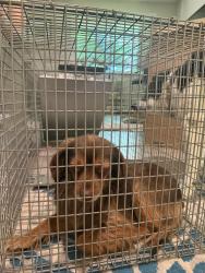 Reunited Male Dog last seen coachlight square, Montrose, NY 10548