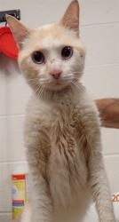 Shelter Stray Male Cat last seen OFALLON, St. Peters, MO 63376