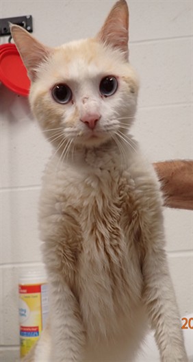 Shelter Stray Male Cat last seen OFALLON, St. Peters, MO 63376