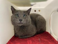 Shelter Stray Male Cat last seen Near BLOCK S 8TH ST, Milwaukee, WI 53215