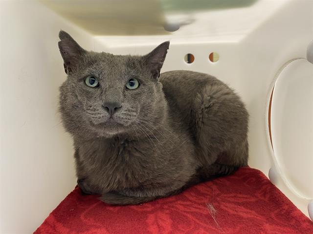 Shelter Stray Male Cat last seen Near BLOCK S 8TH ST, Milwaukee, WI 53215