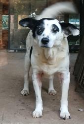 Reunited Female Dog last seen Hwy 101, GA-101, GA 30153