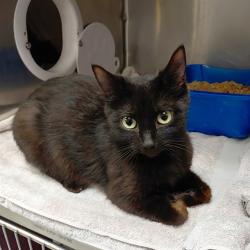 Shelter Stray Female Cat last seen NORWOOD DR, Huntsville, AL 35805