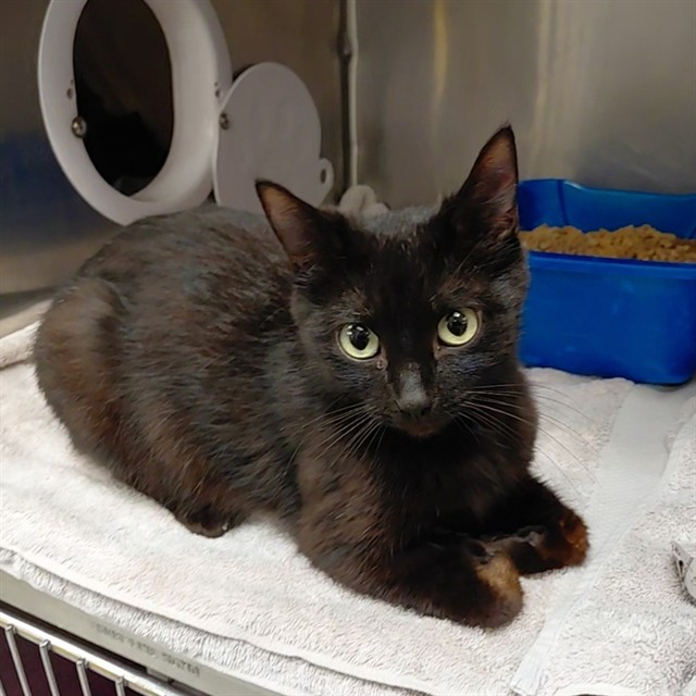 Shelter Stray Female Cat last seen NORWOOD DR, Huntsville, AL 35805