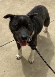 Shelter Stray Female Dog last seen Near BLOCK KELLYS WAY, Huntsville, AL 35805