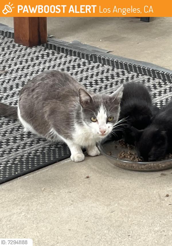 Found/Stray Unknown Cat last seen Brookhaven , Los Angeles, CA 90064