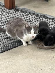 Found/Stray Unknown Cat last seen Brookhaven , Los Angeles, CA 90064