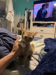 Lost Male Cat last seen Coconut creek, Coconut Creek, FL 33073