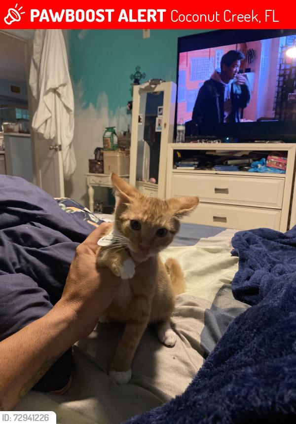 Lost Male Cat last seen Coconut creek, Coconut Creek, FL 33073