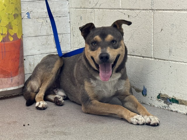 Shelter Stray Male Dog last seen Near BLOCK S I ST, San Bernardino, CA 92401