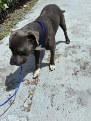 Shelter Stray Male Dog last seen Near BLOCK E 43RD ST, Doral, FL 33122