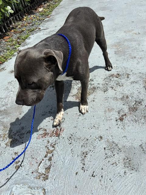 Shelter Stray Male Dog last seen Near BLOCK E 43RD ST, Doral, FL 33122