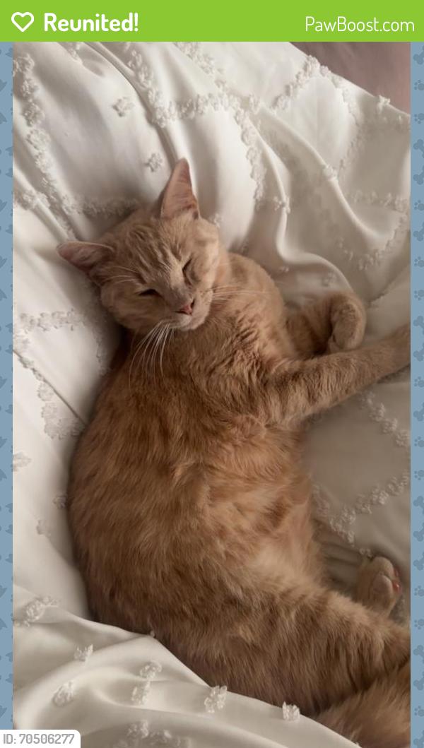 Reunited Male Cat last seen Lake Harbor and S Pear Orchard, Ridgeland, MS 39157