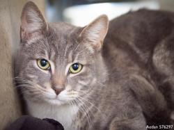 Shelter Stray Male Cat last seen , Sacramento, CA 95818