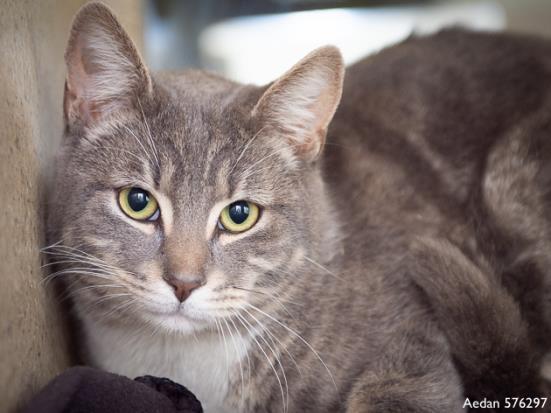 Shelter Stray Male Cat last seen , Sacramento, CA 95818
