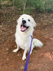 Shelter Stray Male Dog last seen CHARLOTTE, Charlotte, NC 28217