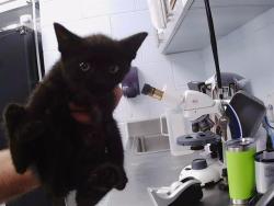 Shelter Stray Female Cat last seen CHARLOTTE, 8315 Byrum Dr, Charlotte, NC 28217, USA