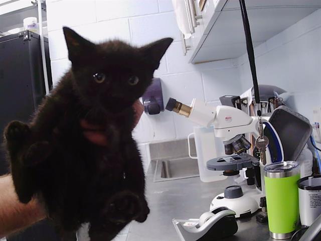 Shelter Stray Female Cat last seen CHARLOTTE, 8315 Byrum Dr, Charlotte, NC 28217, USA