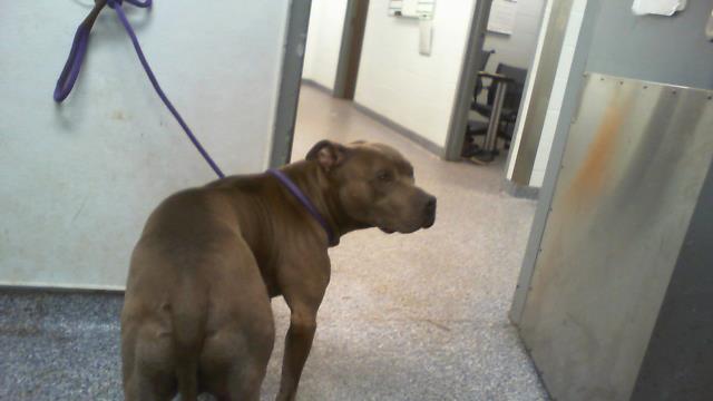 Shelter Stray Male Dog last seen CHARLOTTE, 8315 Byrum Dr, Charlotte, NC 28217, USA