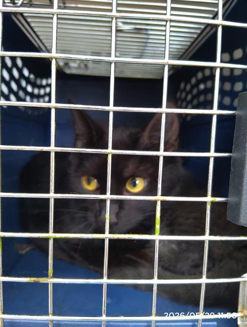 Shelter Stray Female Cat last seen CHARLOTTE, Charlotte, NC 28217
